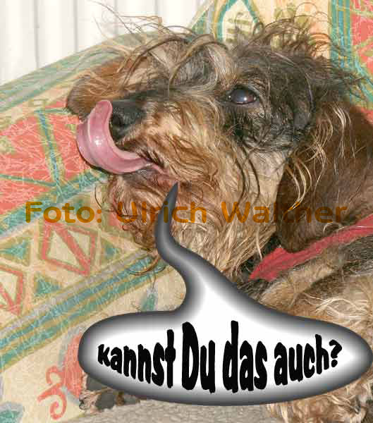 Lustige Tiere