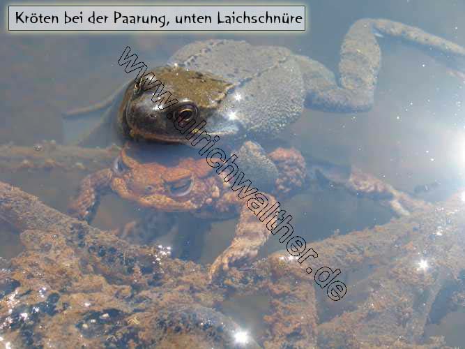 155-5574_IMG.JPG