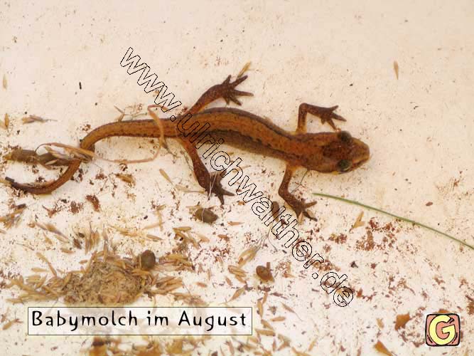 162_6256-B_molchjunges_a.jpg