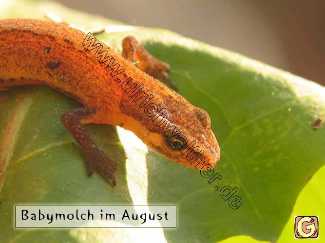 162_6256-B_molchjunges_b.jpg