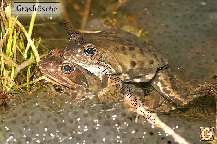 192_9228-B-kroetenpaar-m-la.jpg