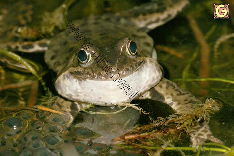 193_9318-b-grasfrosch-beim-.jpg