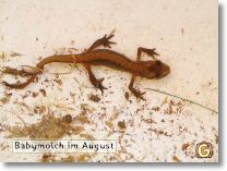 162_6256-B_molchjunges_a.jpg