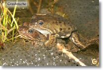 192_9228-B-kroetenpaar-m-la.jpg