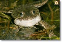 193_9318-b-grasfrosch-beim-.jpg
