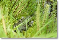 Frosch2.jpg