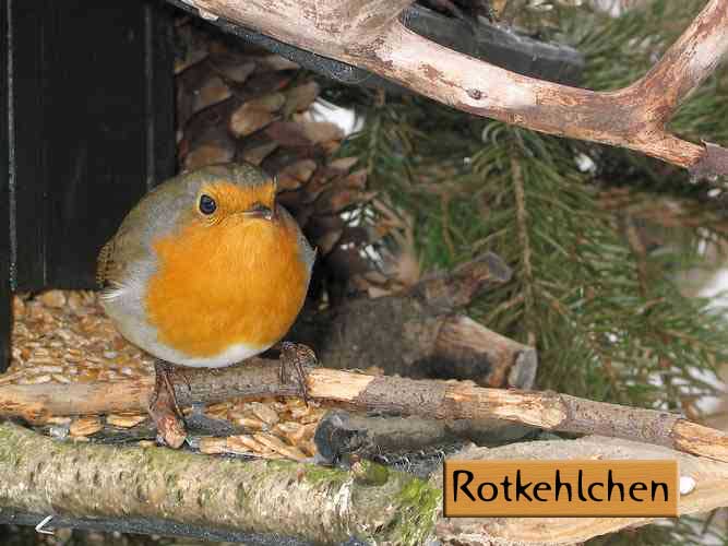 180_8031-b-rotkehlchen.jpg