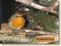 180_8031-b-rotkehlchen.jpg