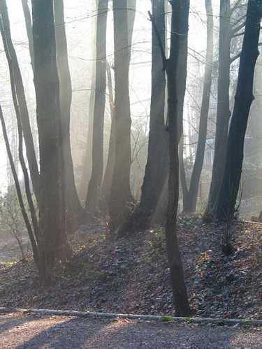 fruehnebel1.jpg