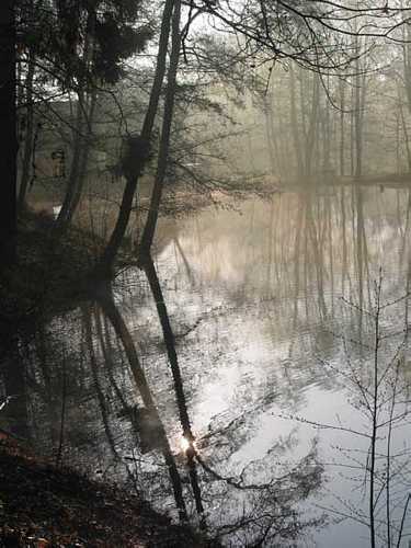 fruehnebel2.jpg